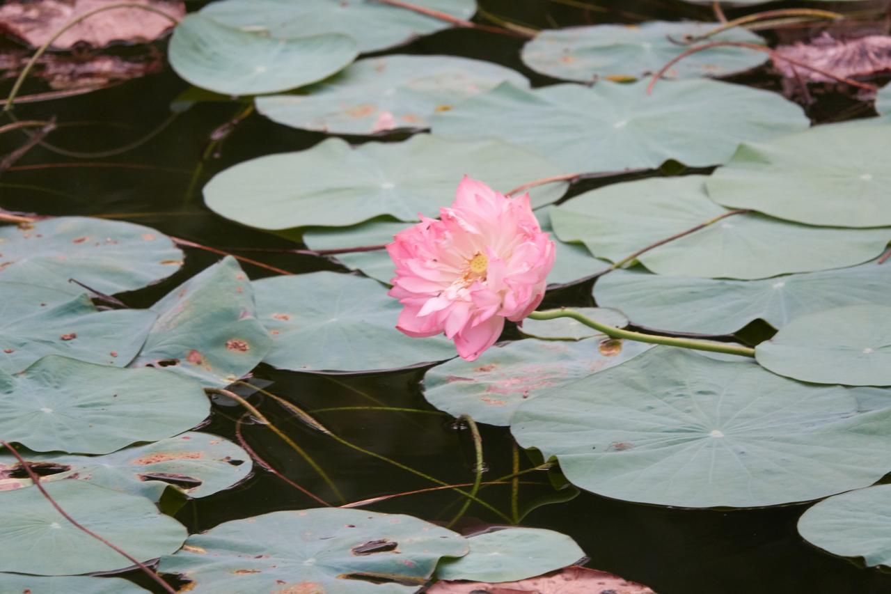 ホテルDeepanjali Wellness & Retreat Thanniyam エクステリア 写真